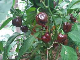 Capsicum Annuum (Kathumby Big Brown Chilli)