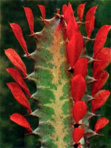 Euphorbia trigona ‘Red Devil’ (Red Devil Euphorbia)