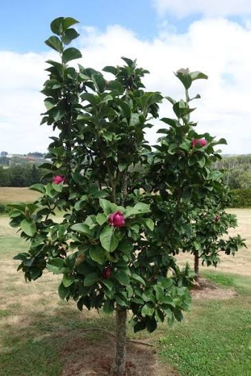 Magnolia × soulangeana ‘JURmag1’ (Black Tulip® Magnolia Grafted)