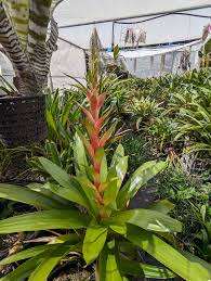 Alcantarea Geniculata (Giant Bromeliad)