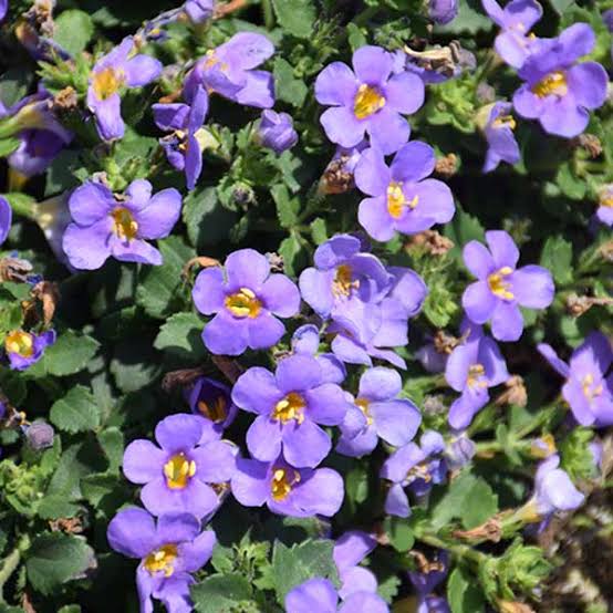 Sutera Cordata 'Megacopa™ Blue' (Megacopa™ Blue Bacopa)