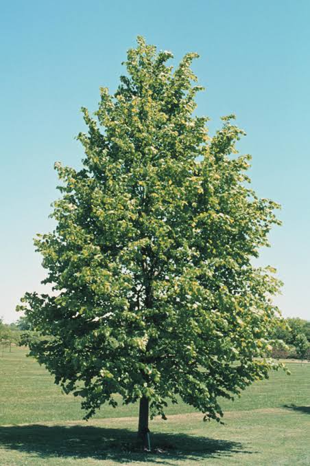 Tilia cordata (Small-Leaved Linden Tree)