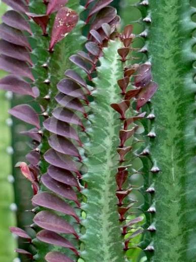 Euphorbia trigona ‘Red Devil’ (Red Devil Euphorbia)