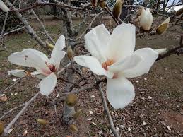 Magnolia Denudata (Yulan Magnolia Grafted)