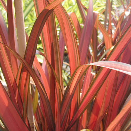 Phormium 'Maori Maiden' (Maori Maiden New Zealand Flax)