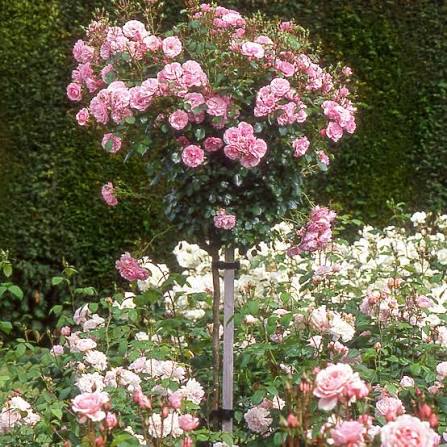 Rosa 'Bonica' (Bonica Standard Rose)
