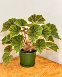 Begonia Incarnata (Felted Begonia)