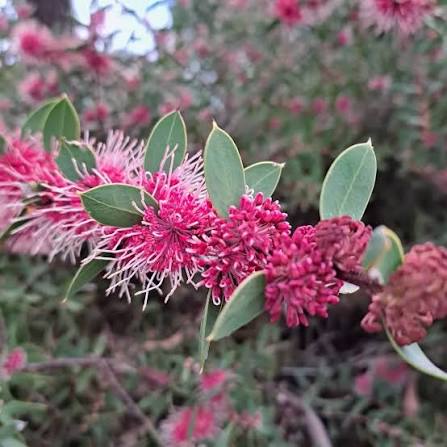 Hakea ‘Burrendong Beauty’ (Burrendong Beauty Hakea)