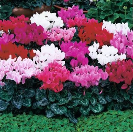 Cyclamen Persicum (Mixed Cyclamen)