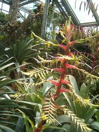 Alcantarea Geniculata (Giant Bromeliad)