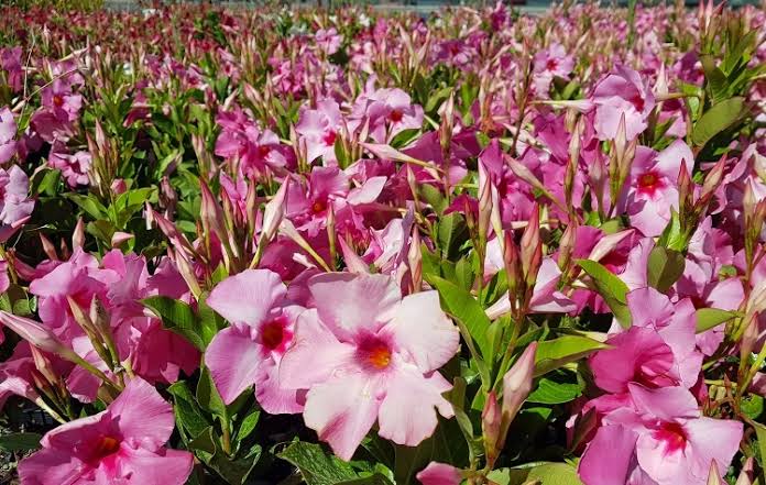 Dipladenia 'Diamantina® Tourmaline Pink' (Tourmaline Pink Dipladenia)