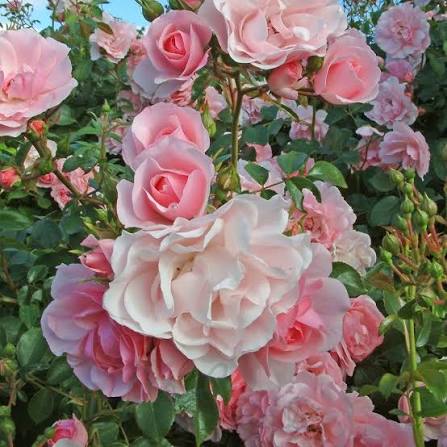Rosa 'Bonica' (Bonica Standard Rose)