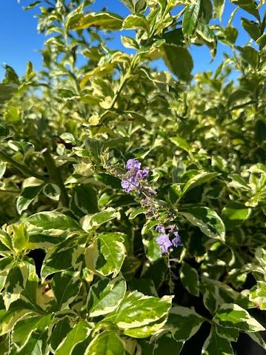 Duranta Erecta 'Variegata' (Variegated Duranta)