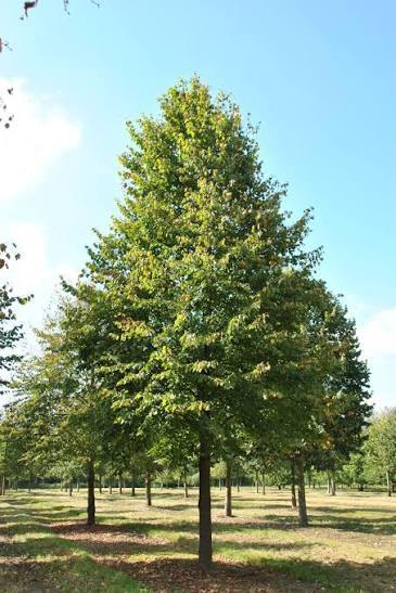Tilia cordata (Small-Leaved Linden Tree)