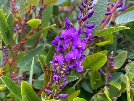 Hardenbergia violacea ‘Mini HaHa’ (Mini HaHa Native Sarsaparilla)