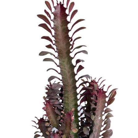 Euphorbia trigona ‘Red Devil’ (Red Devil Euphorbia)
