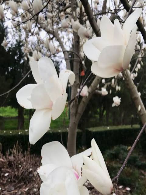 Magnolia Denudata (Yulan Magnolia Grafted)