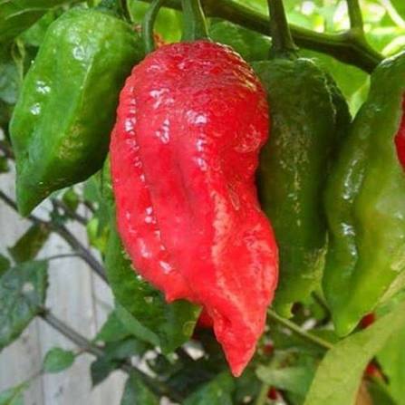 Capsicum Chinense (Naga Viper Chilli)