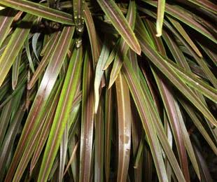 Phormium Tenax 'PHOS4' CHOCOMINT MIST™ (Chocomint Mist™ New Zealand Flax)