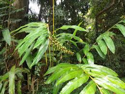 Alpinia Caerulea (Native Ginger)