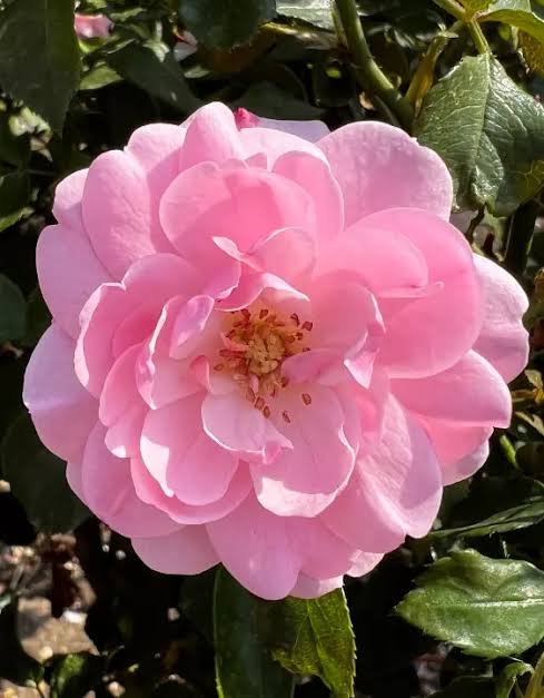 Rosa 'Bonica' (Bonica Standard Rose)