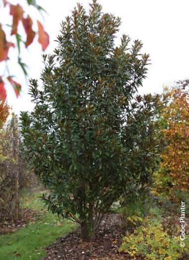 Magnolia Grandiflora ‘Alta™’ (TMGH)