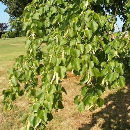 Tilia cordata (Small-Leaved Linden Tree)