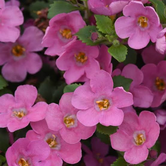 Sutera Cordata 'Megacopa™ Pink' (Megacopa™ Pink Bacopa)