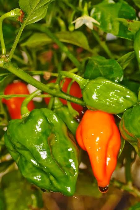 Capsicum Chinense (Naga Viper Chilli)