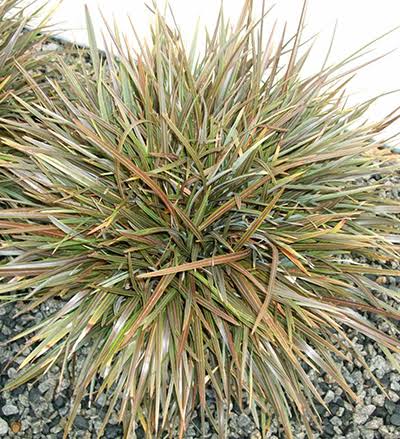 Phormium Tenax 'PHOS4' CHOCOMINT MIST™ (Chocomint Mist™ New Zealand Flax)