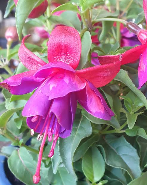Fuchsia 'Bella Brandy' (Bella Brandy Fuchsia)