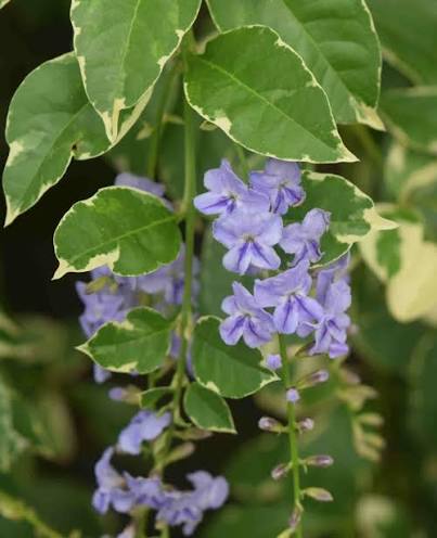 Duranta Erecta 'Variegata' (Variegated Duranta)