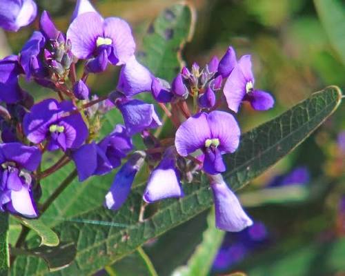 Hardenbergia violacea ‘Mini HaHa’ (Mini HaHa Native Sarsaparilla)