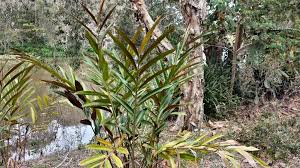 Alpinia Caerulea (Native Ginger)