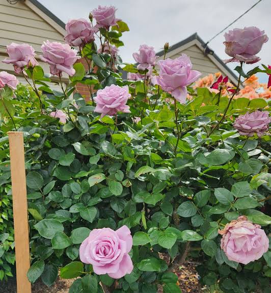 Rosa 'Blue Moon' (Blue Moon Standard Rose)