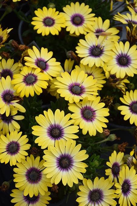 Osteospermum 'Blue Eyed Beauty' (Blue Eyed Beauty African Daisy)