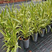 Phormium 'Wings Of Gold' (Wings Of Gold New Zealand Flax)