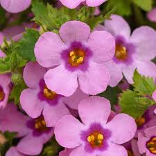 Sutera Cordata 'Megacopa™ Pink' (Megacopa™ Pink Bacopa)