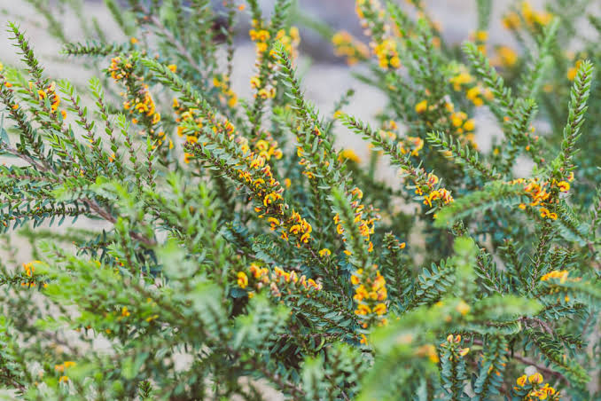 Eutaxia obovata (Egg and Bacon Plant)
