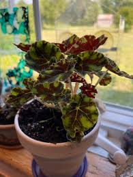 Begonia Rex ‘Tiger Paws’ (Tiger Paws Rex Begonia)