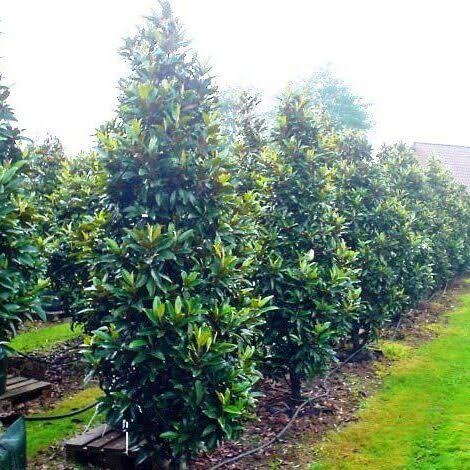 Magnolia Grandiflora ‘Alta™’ (TMGH)