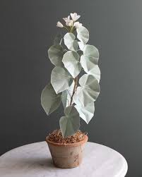 Begonia Venosa (Frosted Begonia)