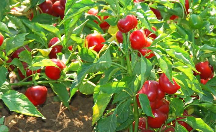 Capsicum Annuum (Red Hot Cherry Chilli)