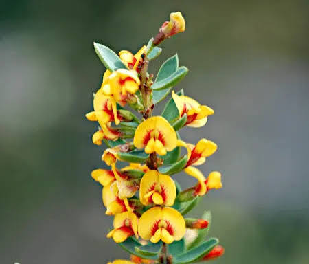 Eutaxia obovata (Egg and Bacon Plant)