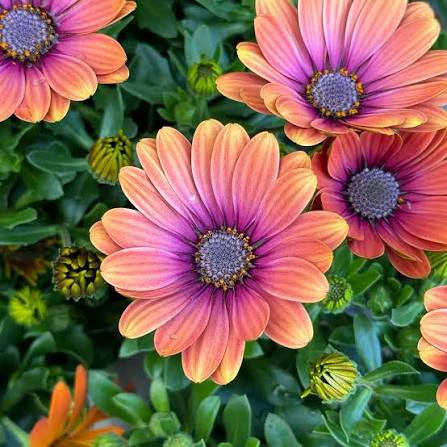 Osteospermum 'Pink Eyed Beauty' (Pink Eyed Beauty African Daisy)
