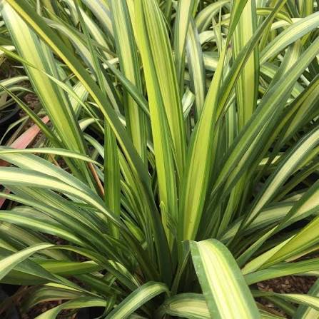 Phormium 'Wings Of Gold' (Wings Of Gold New Zealand Flax)