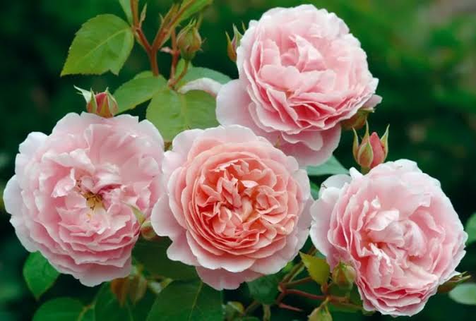 Rosa 'Strawberry Hill' (Strawberry Hill English Climbing Rose)