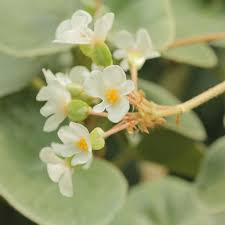 Begonia Venosa (Frosted Begonia)