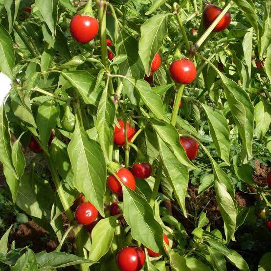Capsicum Annuum (Red Hot Cherry Chilli)
