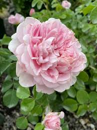 Rosa 'Strawberry Hill' (Strawberry Hill English Climbing Rose)